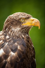 The Steppe Eagle (Aquila nipalensis) - portrait.