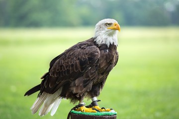 Portrait of a bald eagle (lat. haliaeetus leucocephalus)