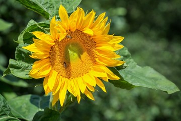 Fototapeta premium Yellow sunflower