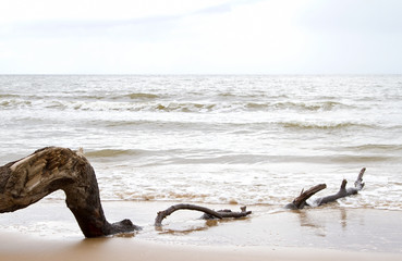 Drift wood on beach at low tide