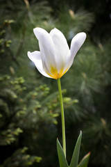 Single White Tulip