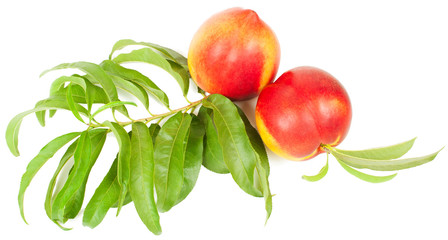 Nectarine fruit