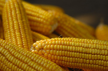 corn cobs