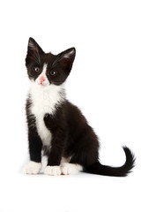 Black-and-white kitten