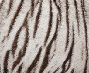 Crédence de cuisine en verre imprimé Tigre fourrure de tigre du Bengale blanc