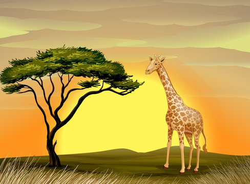 a giraffe under tree