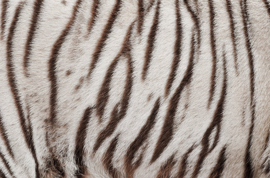 white bengal tiger fur