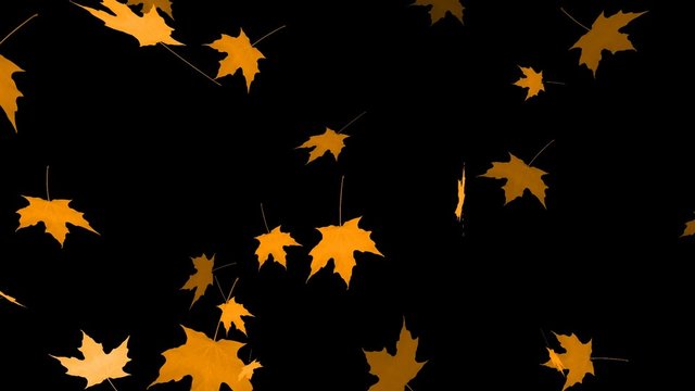 HD Loopable Falling Maple Animation with Alpha Channel
