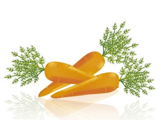 carrots vector