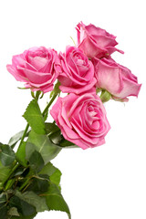 Beautiful pink roses on a white background