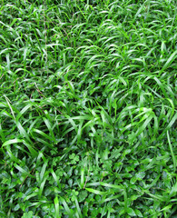 Green grass and plants