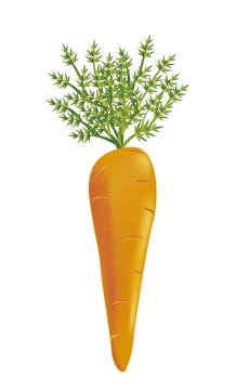 carrot vector