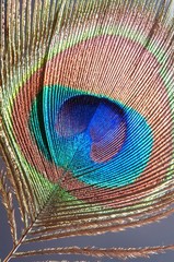 Naklejka premium Close up of a peacock feather