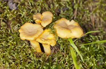 chanterelles in a moss