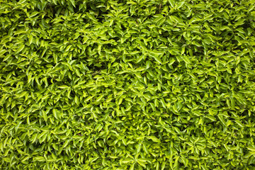 Green Leaves Background