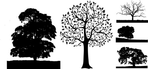 Fototapeta premium group of some trees