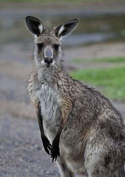 Soggy kangaroo caught in the rain