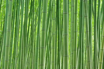 Obraz premium Zielony las bambusowy