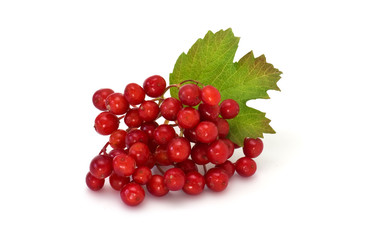 Berries of red viburnum isolated on white