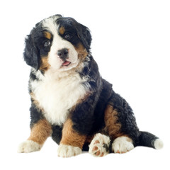 puppy bernese moutain dog