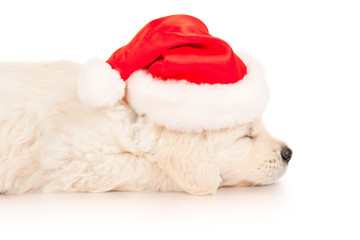 Retriever puppy in a Santa Claus hat, isolated on white