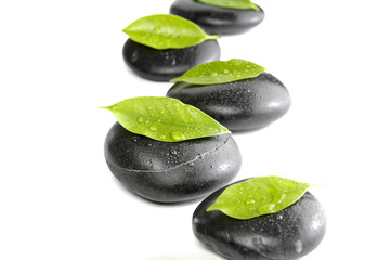 zen basalt with green leaves isolated