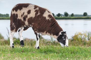 Brown spotted sheep  grazing on top of a dike