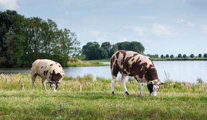 Brown spotted sheep  grazing on top of a dike