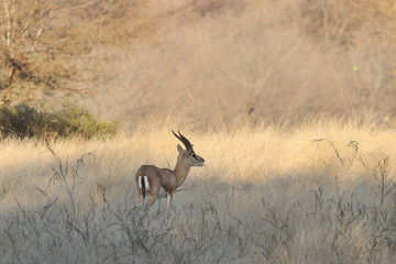 Chinkara-Indian Gazelle grazing in Ranthambore National Park