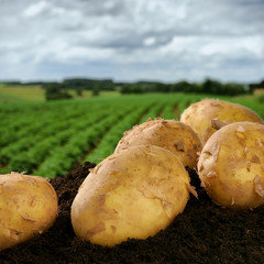 Freshly dug potatoes on a field