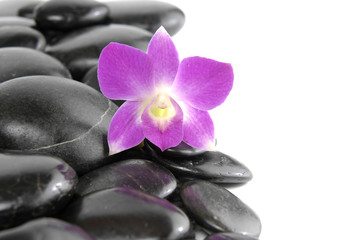 beautiful pink orchid with pebbles