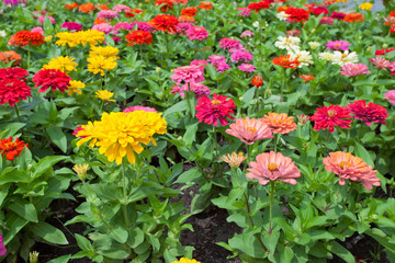 Beautiful spring flowers