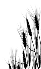 wheat silhouettes corner on white