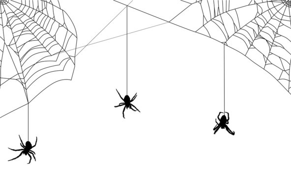 three spiders in black web on white