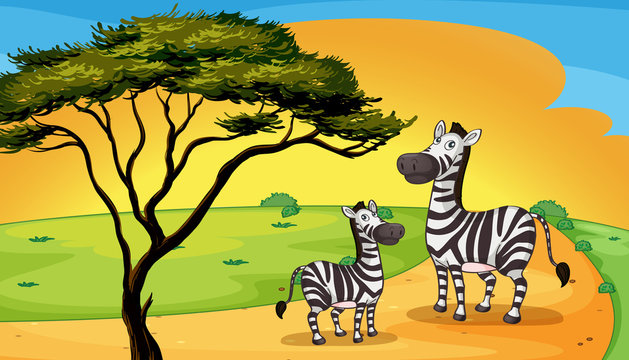 two zebra under tree