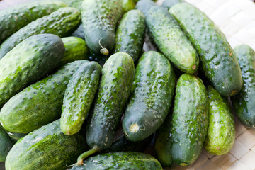 fresh green cucumber