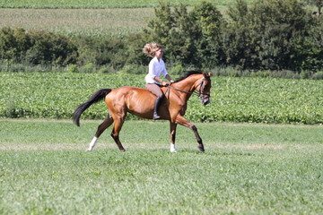 galopp auf der wiese