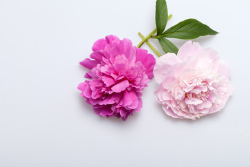 Obraz premium peony flower