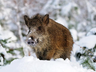 Wildschwein, Winter