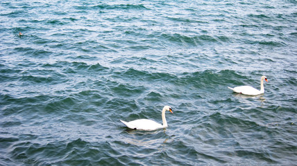 Swans