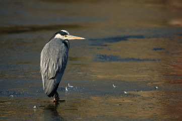 Graureiher, Fischreiher