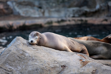 Naklejka premium sea lion sleeping