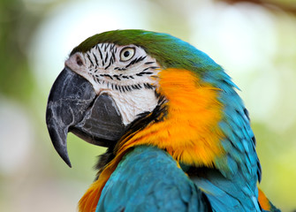 colorful macaw
