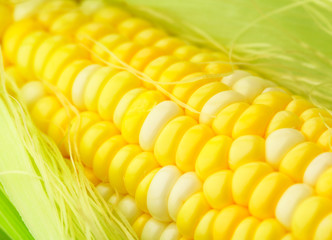 corn cob