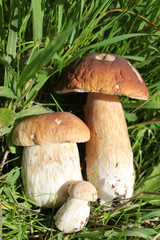 Три белых гриба