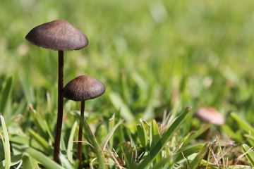 Twp Mushrooms on grass