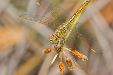 Close up of dragonfly on branch