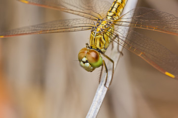 Close up of dragonfly on branch