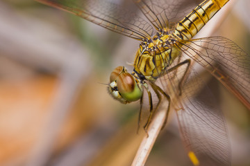 Close up of dragonfly on branch