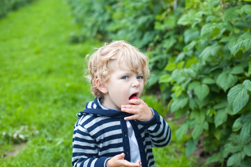 Adorable toddler eating raspberry on organic fruit farm